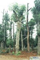 益陽市香樟/湖南苗木/移栽香樟/香樟38的[供應]_綠化苗木_世界工廠網中國產品信息庫