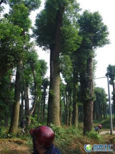 供應(yīng)3000畝15至50公分湖南益陽香樟樹——優(yōu)質(zhì)農(nóng)副產(chǎn)品選擇
